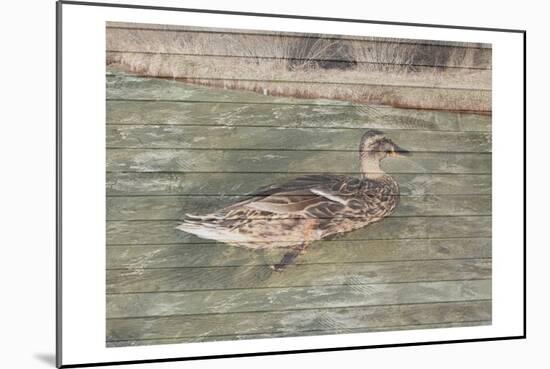 Water Duck-Sheldon Lewis-Mounted Art Print