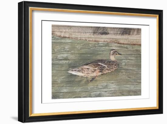 Water Duck-Sheldon Lewis-Framed Art Print