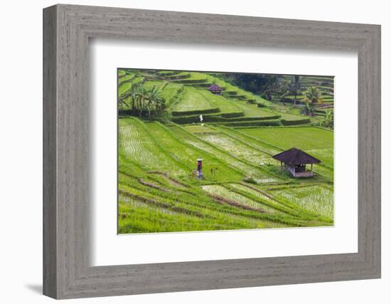 Water-Filled Rice Terraces, Bali Island, Indonesia-Keren Su-Framed Photographic Print