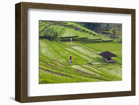 Water-Filled Rice Terraces, Bali Island, Indonesia-Keren Su-Framed Photographic Print