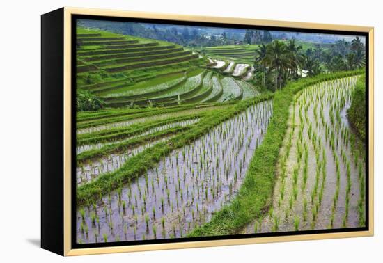 Water-Filled Rice Terraces, Bali Island, Indonesia-Keren Su-Framed Premier Image Canvas