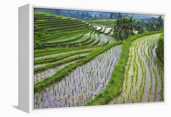 Water-Filled Rice Terraces, Bali Island, Indonesia-Keren Su-Framed Premier Image Canvas