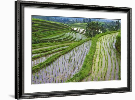 Water-Filled Rice Terraces, Bali Island, Indonesia-Keren Su-Framed Photographic Print