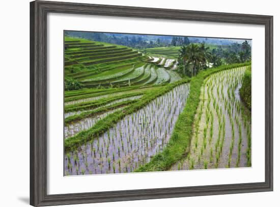 Water-Filled Rice Terraces, Bali Island, Indonesia-Keren Su-Framed Photographic Print