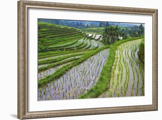 Water-Filled Rice Terraces, Bali Island, Indonesia-Keren Su-Framed Photographic Print