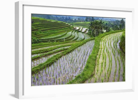 Water-Filled Rice Terraces, Bali Island, Indonesia-Keren Su-Framed Photographic Print