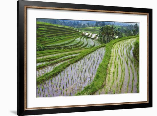 Water-Filled Rice Terraces, Bali Island, Indonesia-Keren Su-Framed Photographic Print