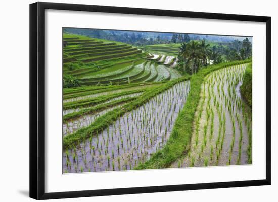 Water-Filled Rice Terraces, Bali Island, Indonesia-Keren Su-Framed Photographic Print