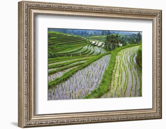 Water-Filled Rice Terraces, Bali Island, Indonesia-Keren Su-Framed Photographic Print