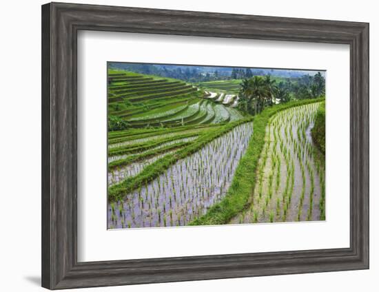 Water-Filled Rice Terraces, Bali Island, Indonesia-Keren Su-Framed Photographic Print