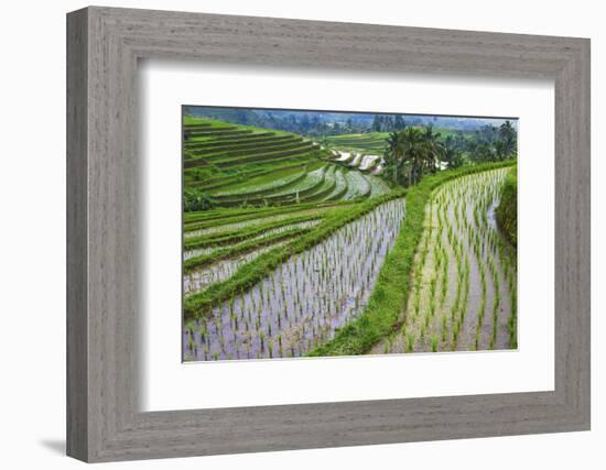 Water-Filled Rice Terraces, Bali Island, Indonesia-Keren Su-Framed Photographic Print