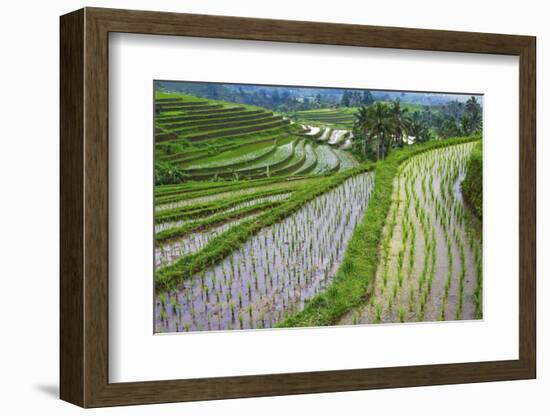 Water-Filled Rice Terraces, Bali Island, Indonesia-Keren Su-Framed Photographic Print