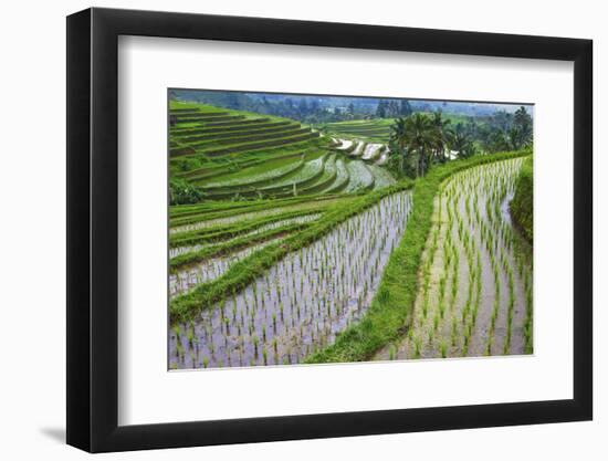 Water-Filled Rice Terraces, Bali Island, Indonesia-Keren Su-Framed Photographic Print