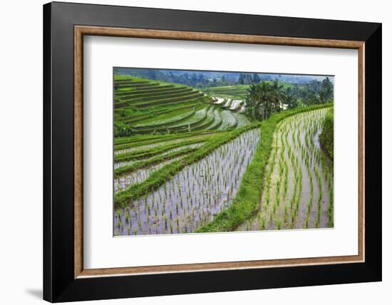 Water-Filled Rice Terraces, Bali Island, Indonesia-Keren Su-Framed Photographic Print