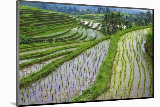Water-Filled Rice Terraces, Bali Island, Indonesia-Keren Su-Mounted Photographic Print