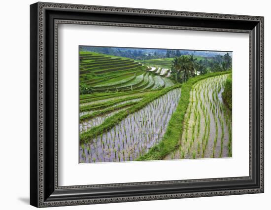 Water-Filled Rice Terraces, Bali Island, Indonesia-Keren Su-Framed Photographic Print