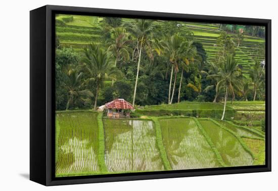 Water-Filled Rice Terraces, Bali Island, Indonesia-Keren Su-Framed Premier Image Canvas