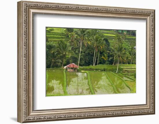 Water-Filled Rice Terraces, Bali Island, Indonesia-Keren Su-Framed Photographic Print