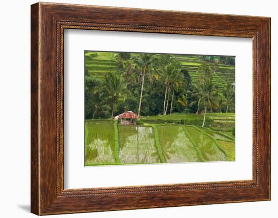 Water-Filled Rice Terraces, Bali Island, Indonesia-Keren Su-Framed Photographic Print