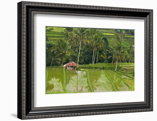 Water-Filled Rice Terraces, Bali Island, Indonesia-Keren Su-Framed Photographic Print