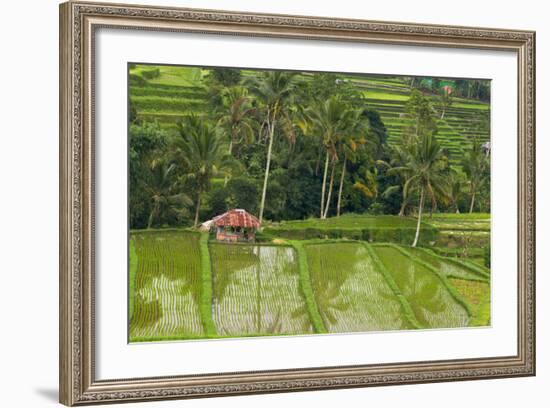 Water-Filled Rice Terraces, Bali Island, Indonesia-Keren Su-Framed Photographic Print