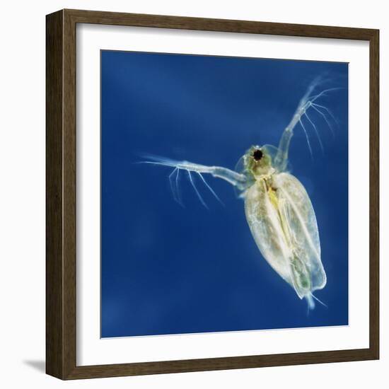 Water Flea-Laguna Design-Framed Premium Photographic Print