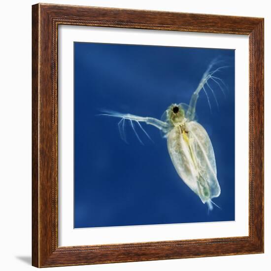 Water Flea-Laguna Design-Framed Premium Photographic Print