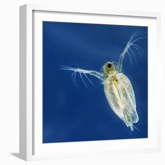 Water Flea-Laguna Design-Framed Premium Photographic Print