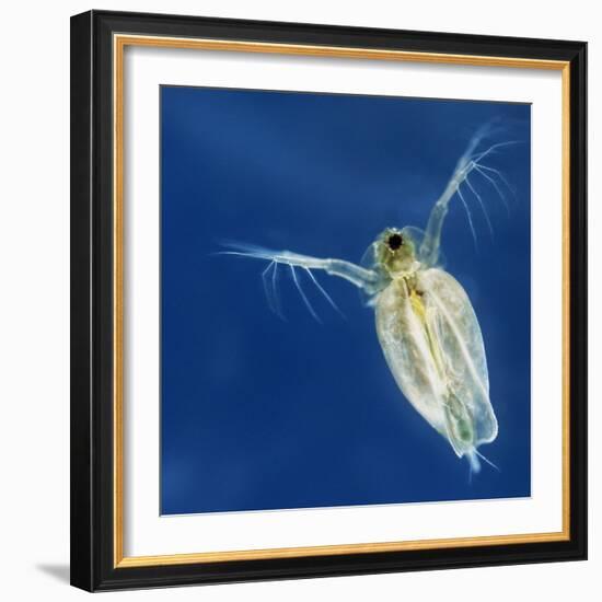 Water Flea-Laguna Design-Framed Premium Photographic Print