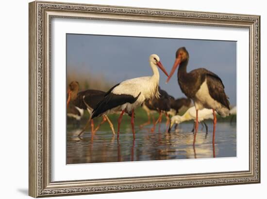 Water Flock-Staffan Widstrand-Framed Giclee Print