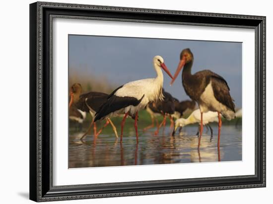 Water Flock-Staffan Widstrand-Framed Giclee Print