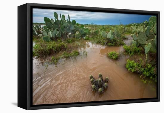 Water flooding across Prickly pear landscape, South Texas-Karine Aigner-Framed Premier Image Canvas