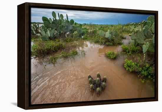 Water flooding across Prickly pear landscape, South Texas-Karine Aigner-Framed Premier Image Canvas