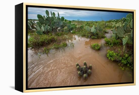 Water flooding across Prickly pear landscape, South Texas-Karine Aigner-Framed Premier Image Canvas