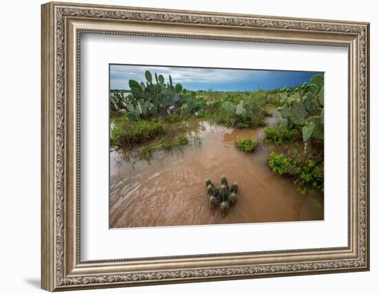 Water flooding across Prickly pear landscape, South Texas-Karine Aigner-Framed Photographic Print