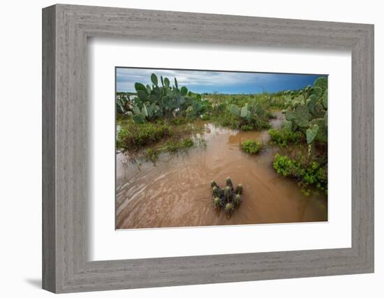 Water flooding across Prickly pear landscape, South Texas-Karine Aigner-Framed Photographic Print