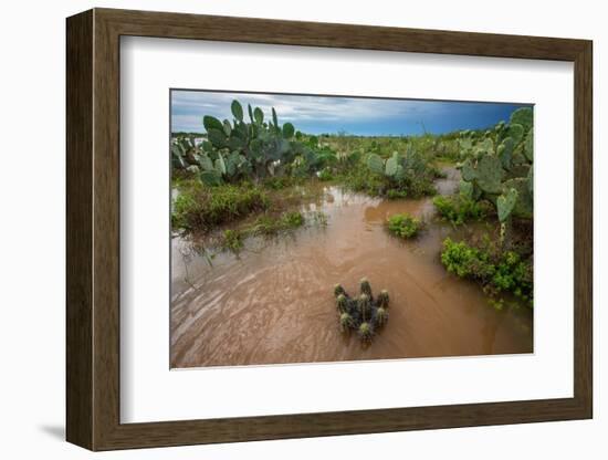 Water flooding across Prickly pear landscape, South Texas-Karine Aigner-Framed Photographic Print