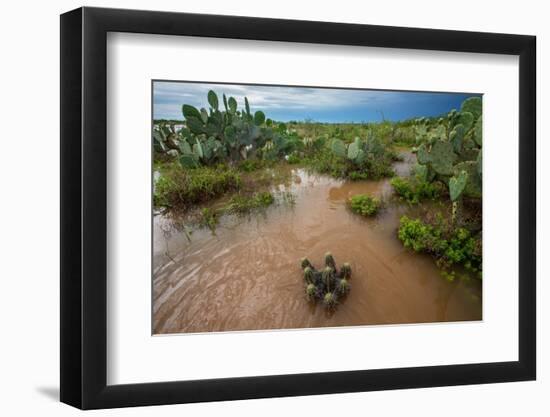 Water flooding across Prickly pear landscape, South Texas-Karine Aigner-Framed Photographic Print