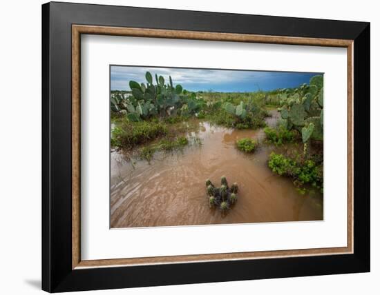 Water flooding across Prickly pear landscape, South Texas-Karine Aigner-Framed Photographic Print