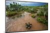 Water flooding across Prickly pear landscape, South Texas-Karine Aigner-Mounted Photographic Print