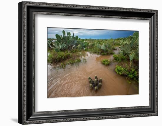 Water flooding across Prickly pear landscape, South Texas-Karine Aigner-Framed Photographic Print