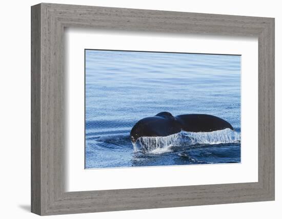 Water flows off a humpback whale's tail as it prepares to dive, British Columbia.-Brenda Tharp-Framed Photographic Print