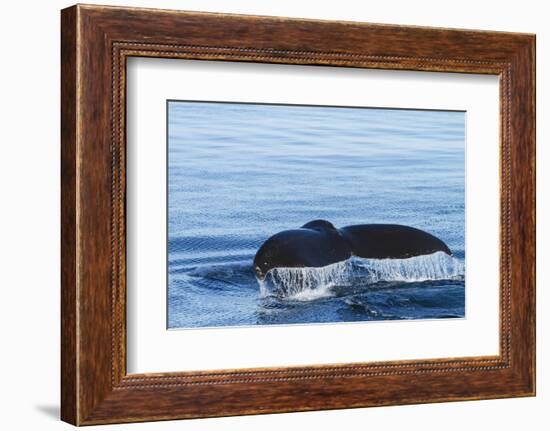 Water flows off a humpback whale's tail as it prepares to dive, British Columbia.-Brenda Tharp-Framed Photographic Print