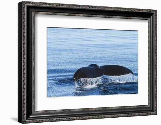 Water flows off a humpback whale's tail as it prepares to dive, British Columbia.-Brenda Tharp-Framed Photographic Print