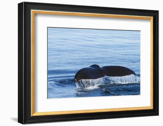 Water flows off a humpback whale's tail as it prepares to dive, British Columbia.-Brenda Tharp-Framed Photographic Print