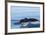 Water flows off a humpback whale's tail as it prepares to dive, British Columbia.-Brenda Tharp-Framed Premium Photographic Print