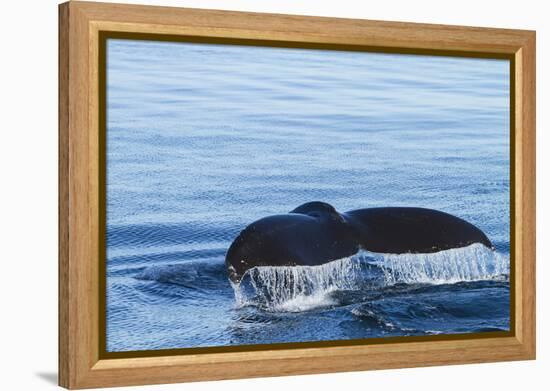 Water flows off a humpback whale's tail as it prepares to dive, British Columbia.-Brenda Tharp-Framed Premier Image Canvas