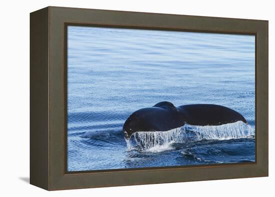 Water flows off a humpback whale's tail as it prepares to dive, British Columbia.-Brenda Tharp-Framed Premier Image Canvas