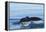 Water flows off a humpback whale's tail as it prepares to dive, British Columbia.-Brenda Tharp-Framed Premier Image Canvas