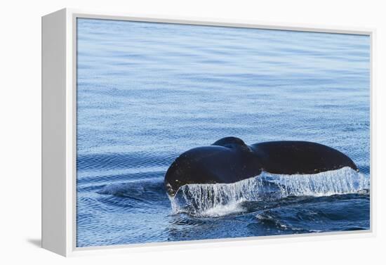 Water flows off a humpback whale's tail as it prepares to dive, British Columbia.-Brenda Tharp-Framed Premier Image Canvas